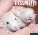 mouse came